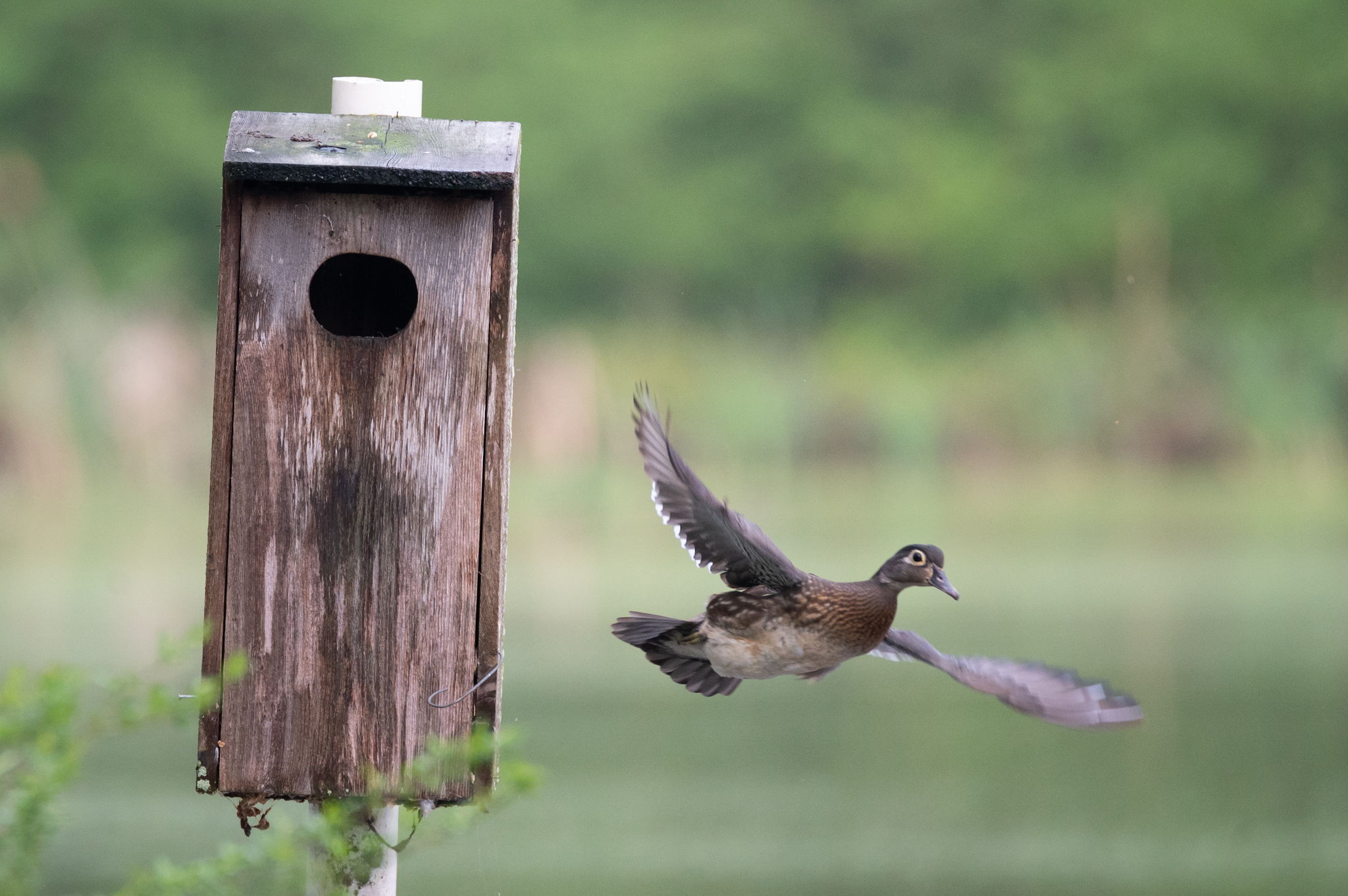 hen-wood-duck-leaving-her-nest-for-morning-feed-by-jeremy-peele