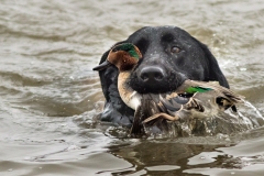 Allie With Green-Winged Teal
